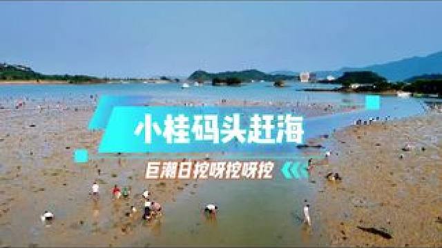 免费赶海天堂！深圳1h直达惠州小桂码头，退潮时间表我放评论区了！#自驾游 #周边游 #赶海 #这是海