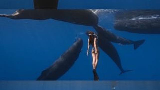 沉入毛里求斯的海底星空
#海底世界 #海蓝时见鲸 #毛里求斯 #水下绝美瞬间 #自由潜水