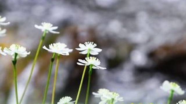 春色撩人花正好，周末来龙苍沟走走吧～#成都周边游 #安逸四川Dou来耍 #鸽子花 #很哇塞的周末 #