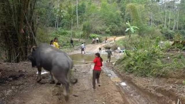 越南过三月节杀牛庆祝全村人一起吃 #我的农村生活 #野生动物零距离 #朴实的山里人 #我的乡野山居生