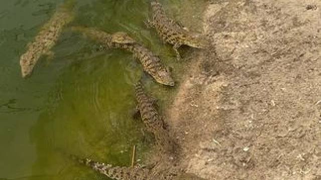 #非专业人士请勿模仿 #勤劳致富靠双手 #鳄鱼养殖场