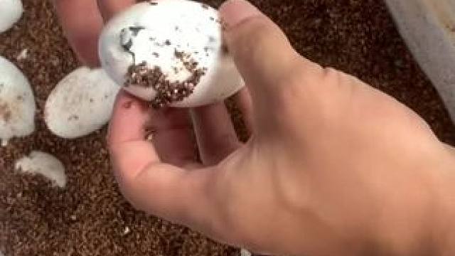 #养龟日常分享 #创作者中心 #创作灵感 #爬宠 #人工养殖鳄鱼