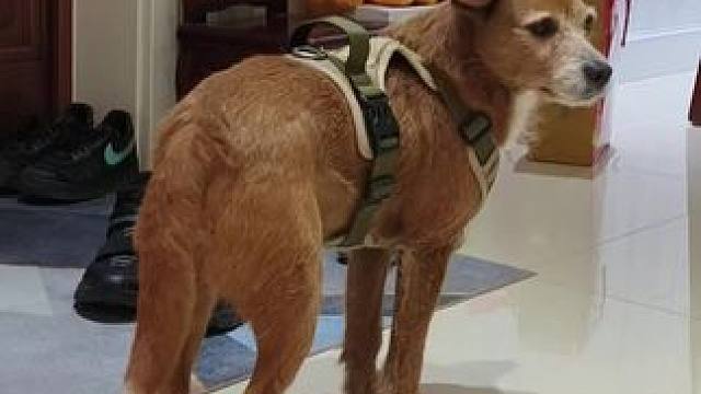 是我们可爱的旺旺和小蓝猫(˵¯͒〰¯͒˵)#狗狗 #猫猫 #保护动物人人有责