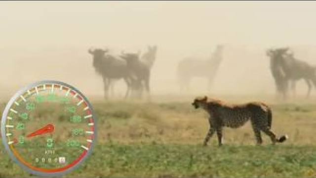 猎豹捕猎慢到快#猎豹