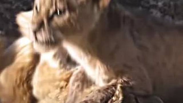 有一个称王的父亲干啥都快乐#狮子#狮子王#辛巴