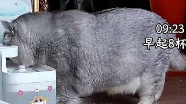 早起8杯水… #猫届超自律生活记录 #在猫咪的字典里没有烦恼 #萌宠出道计划