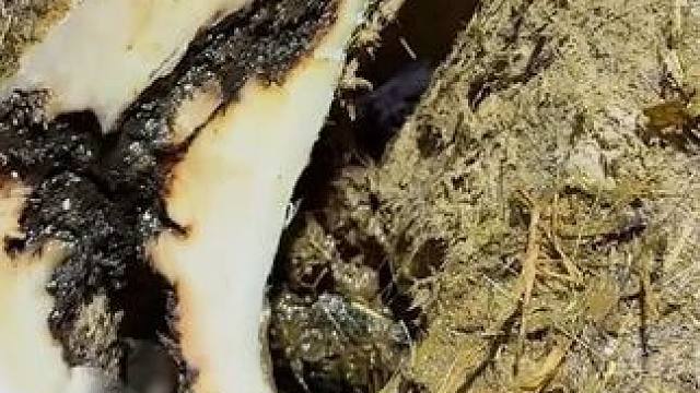 一条巨大的沟壑将牛蹄一分为二了#解压 #修牛蹄