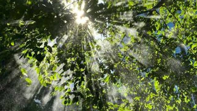 真的超喜欢这件正件方领的小短袖，上身非常显瘦，而且满满郁金香的设计也很精致气质#微胖穿搭 #短袖t恤