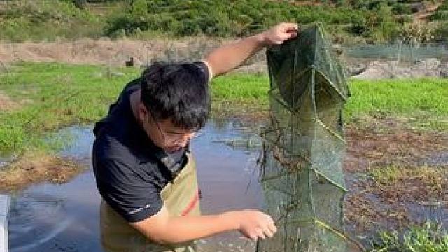 100一斤的黄鳝，小杨最后能抓到10斤吗？ #户外 #抓鱼 #三农