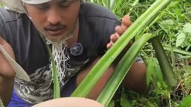 蔬菜哥来了 #我的农村生活 #农村美食记录生活 #把家乡的味道分享给大家 #东南亚美食 #朴实的山里