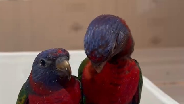 东北最大鹦鹉养殖基地