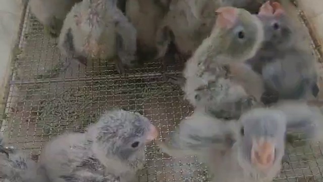 东北最大鹦鹉养殖基地