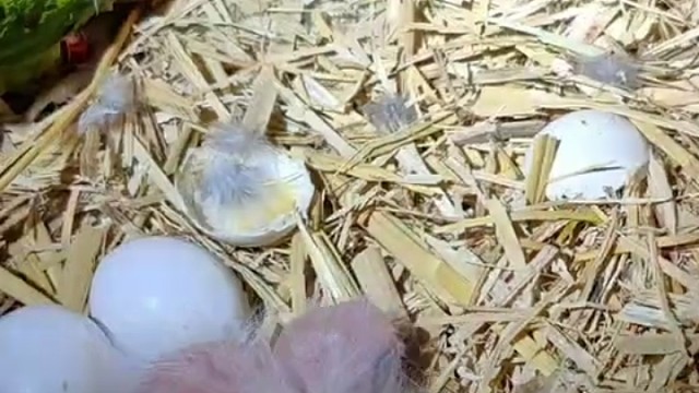 东北最大鹦鹉养殖基地