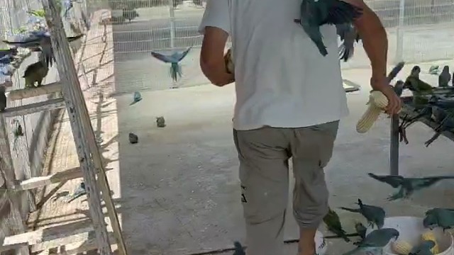 东北最大鹦鹉养殖基地