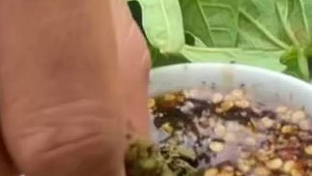 越南特色美食 #我的乡村生活 #爱生活爱美食 #普通的饭菜都是家的味道 #原生态