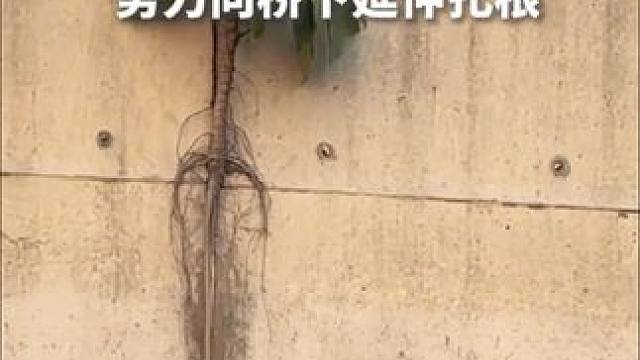 植物的生命力有多顽强？桥壁长出的植物努力向桥下延伸扎根