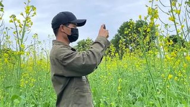 看到油菜花开了试试这样拍太美了#手机摄影 #拍摄技巧 #春暖花开奔你而来 #春天的温柔已长满枝头 #