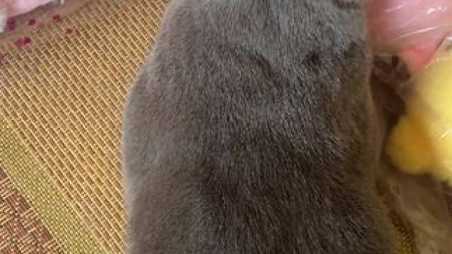 养猫养狗得受得了掉毛#掉毛怪