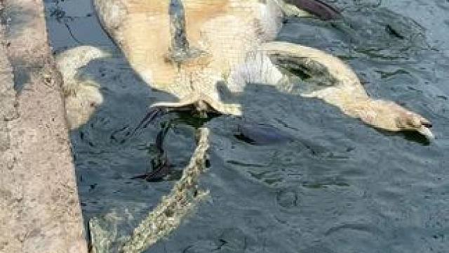 #鳄鱼养殖场 #鳄鱼 鱼中霸主都成了鱼的饲料