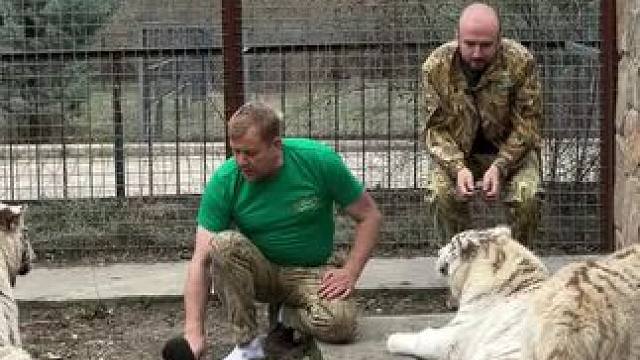 恐怕是你的鞋子有味它们才不敢造次#老虎