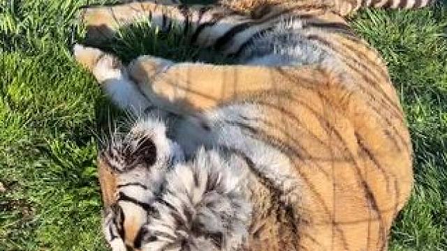 地上打滚#老虎 #动物园