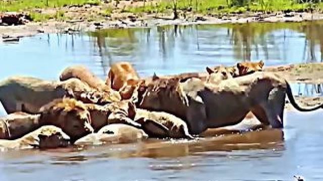 雄狮VS尼罗鳄#雄狮 #鳄鱼