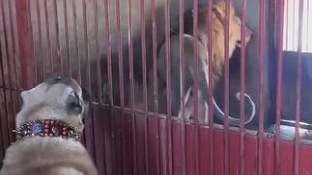 不搭理你因为你根本不值一提#狮子 #雄狮 #动物园