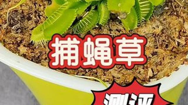 太震惊了！捕蝇草真的能抓捕苍蝇吗？