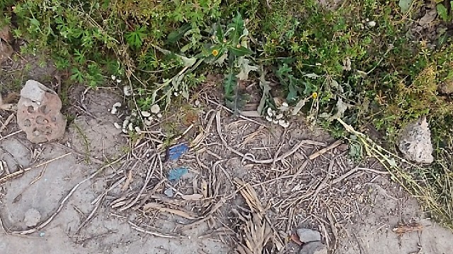 20cm的蚯蚓过马路被我撵回原地