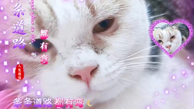 猫生的这条路～