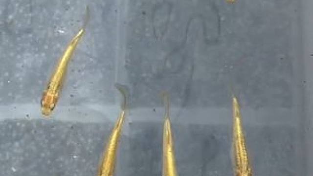 观背青鳉金玉满堂繁殖组#观背青鳉 #观赏鱼