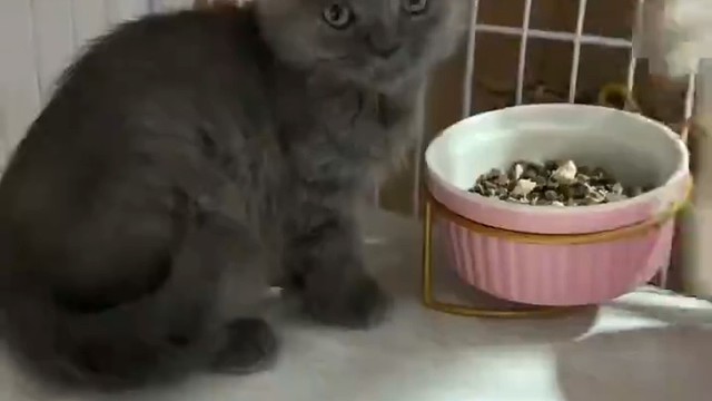 三个小可爱就在去年年底的时候就出售了，找到新的家庭了