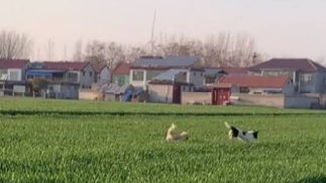 田园、小狗与自由，一键开启治愈时刻！和小狗们一起享受这悠闲惬意的时光，生命本该如此简单美好！