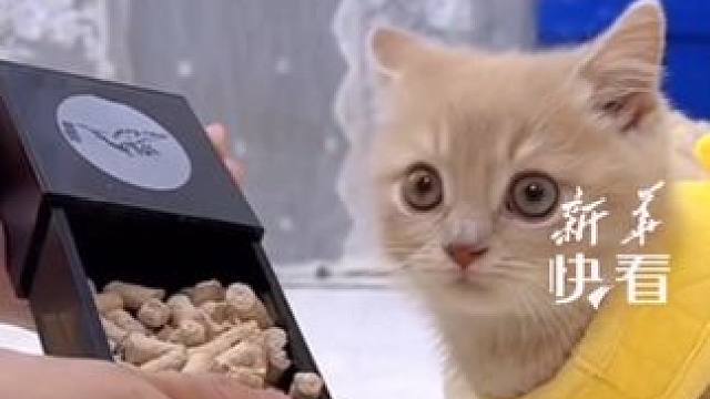 冻干小魔术，见证奇迹的时刻！小猫震惊到秒变飞机耳：“两脚兽居然会魔法！”