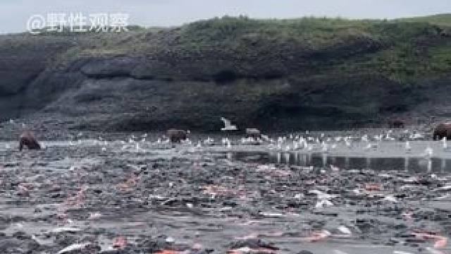 动物怪异行为鉴赏九 #科普 #动物世界 #动物的迷惑行为 #被眼前的景象惊呆了