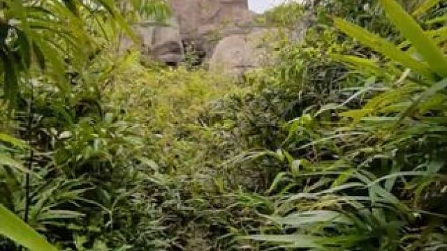 听说牛马都向往草原吖
#户外爬山#南太武山