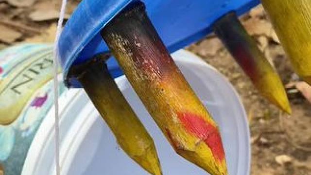 见者好运 #野生动物零距离 #野外生活纪录片 #我的农村生活 #内容启发搜索