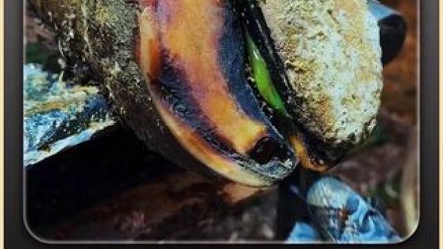 一季度最惨烈牛蹄的后续来了 #修蹄 #解压 #强迫症 #舒适#助眠