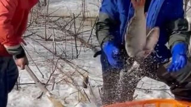 #户外捕鱼 #好多鱼