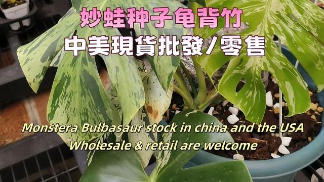 妙蛙种子龟背竹 中美現貨