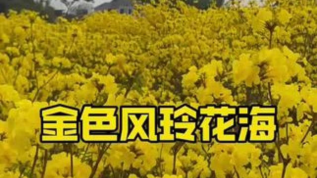 在眉山一定要去看的花海 #眉山 #黄花风铃木 #踏春赏花 #周边游