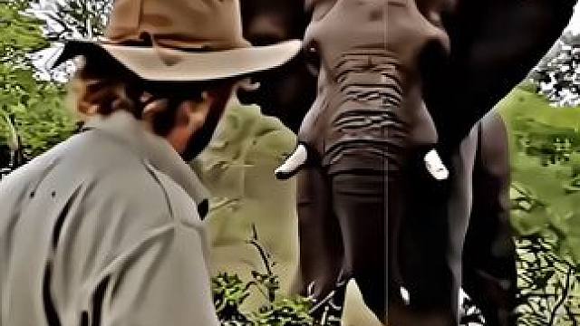 大象:你居然...#大象 #动物