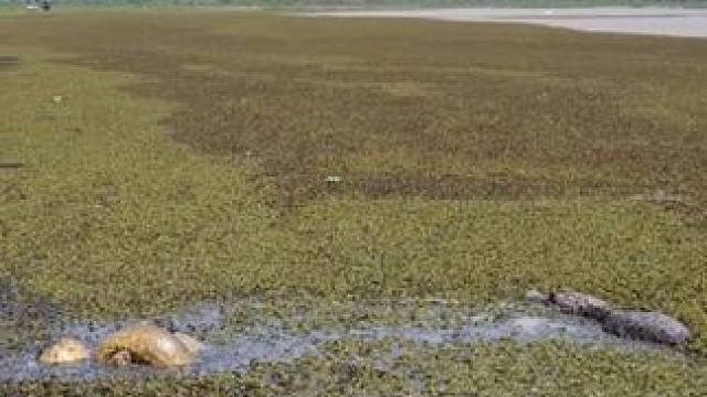 鳄鱼围观大黄鳝吃同类 #国外视频分享 #野生动物零距离 #森蚺