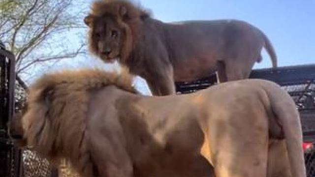 游客在笼子里面看狮子 #国外视频分享 #野生动物 #狮子