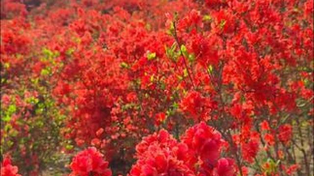 #漫山遍野的杜鹃花有多美，4月不能错过的治愈美景 ，温州圣井山景区。