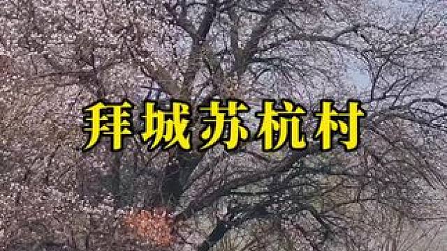 花有重开日，人无再少年。#治愈系风景 #世外桃源 #苏杭村 #风景如画的地方