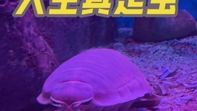 大王具足虫 当脸盆一样大的虫子朝你跑来会害怕吗？#海底一万米 #海底世界真奇妙