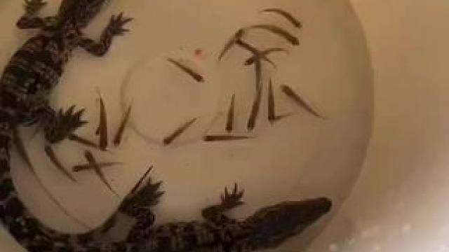 #原种大鳄龟 #创作者中心 #创作灵感 #小鳄鱼