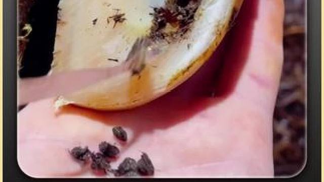 是谁说要怼脸看修蹄的，今天又被你赶上了 #解压 #助眠 #强迫症 #极度舒适 #修蹄