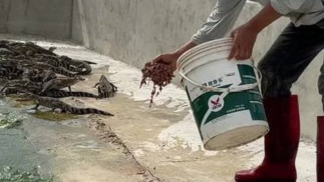 喂小鳄鱼 看着是不是很解压